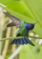 /album/galeria-de-fotos/beija-flor-tesoura-eupetomena-macroura-jpg/